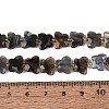 Natural Labradorite Beads Strands G-N371-10A-01-5