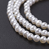 Shell Pearl Bead Strands BSHE-P023-5mm-3