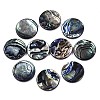Natural Abalone Shell/Paua Shell Cabochons X-SSHEL-N034-72C-01-1