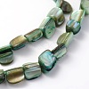 Irregular Natural Sea Shell Beads Strands SSHEL-X0001-3