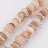 Natural Shell Bead Strands X-BSHE-P021-14-1