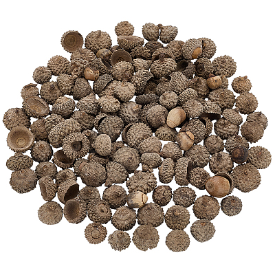 200Pcs Wood Acorn for Display Decorations AJEW-PH0008-19-1