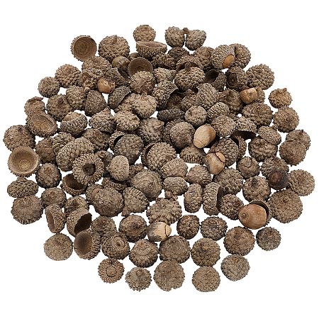 200Pcs Wood Acorn for Display Decorations AJEW-PH0008-19-1