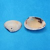 Natural Clam Shell Beads BSHE-S114-2