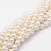 Shell Pearl Bead Strands X-BSHE-L026-03-8mm-1