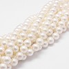 Rainbow Plated Shell Pearl Bead Strands X-BSHE-L025-02-6mm-1