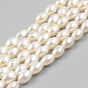 Electroplate Natural Freshwater Shell Beads Strands SHEL-T017-13A-01-1