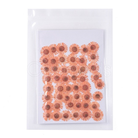 Centaurea Iberica Embossing Dried Flower DIY-K032-65C-1