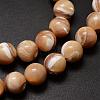 Natural Sea Shell Beads Strands SSHEL-K013-10mm-B-3