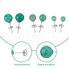 3 Pairs 3 Styles Natural Green Aventurine Round Stud Earrings with 925 Sterling Silver Pins EJEW-FI0002-16-3