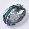 Natural Abalone Shell/Paua Shell Display Decoration SSHEL-N0334-01-4