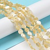 Natural Trochus Shell Beads Strands BSHE-P033-02-2