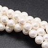 Shell Pearl Beads Strands X-BSHE-E008-8mm-12-1
