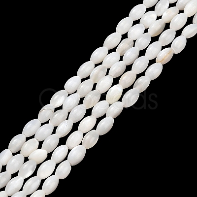 Natural Freshwater Shell Beads Strands SHEL-C010-03B-1