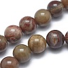 Natural Petrified Wood Beads Strands G-I254-07B-1