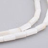 Natural Shell Bead Strands X-BSHE-P016-05-1