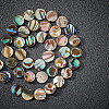 Natural Abalone Shell/Paua Shell Beads SSHEL-BC0001-09-4