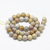 Natural Fossil Coral Beads Strands X-G-R446-6mm-28-2