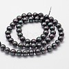 Shell Pearl Bead Strands X-BSHE-L025-05-6mm-2
