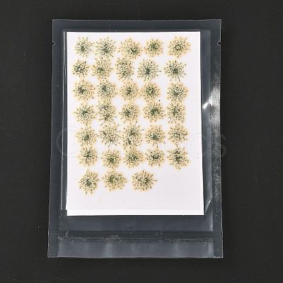 Pressed Dried Flowers DIY-K032-58N-1