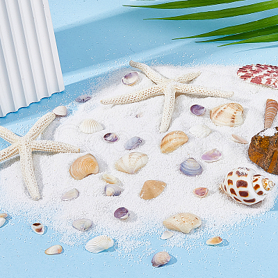 5 Styles Shell Beads SHEL-FH0001-22-1