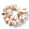 Natural Shell Beads Strands SSHEL-N034-100-2