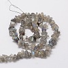 Natural Labradorite Chip Bead Strands G-M298-06-2