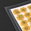Pressed Dried Flowers DIY-K032-58A-3