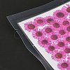 Centaurea Iberica Embossing Dried Flower DIY-K032-65E-4