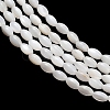 Natural Freshwater Shell Beads Strands SHEL-C010-03B-2