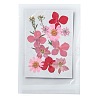 Pressed Dried Flowers DIY-F076-01D-1