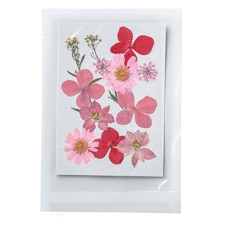 Pressed Dried Flowers DIY-F076-01D-1