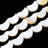 Natural Freshwater Shell Beads Strands SHEL-N026-151-1