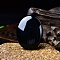 Natural Obsidian Oval Palm Stone Massager, Worry Stone for Anxiety Therapy, 45x35x15mm