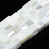 Natural Trochid Shell/Trochus Shell Beads Strands SSHEL-S266-008-1