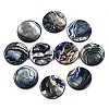 Natural Abalone Shell/Paua Shell Cabochons SSHEL-N034-72C-01-1