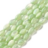 Natural Trochus Shell Beads Strands SHEL-K006-19E-1