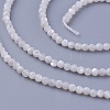 Shell Beads Strands SSHEL-E571-38-2mm-1