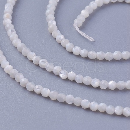Shell Beads Strands SSHEL-E571-38-2mm-1