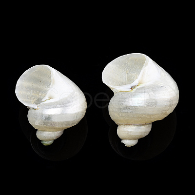 Natural Spiral Shell Beads X-SSHEL-N034-126-1