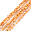 Natural Freshwater Shell Dyed Beads Strands SHEL-M018-13-08-1