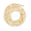 Natural Trochus Shell Beads Strands BSHE-G036-08A-02-2