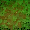 Luminous Transparent Acrylic Beads LACR-D009-01F-3