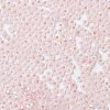 8/0 Glass Seed Beads SEED-Z001-C-E04-3
