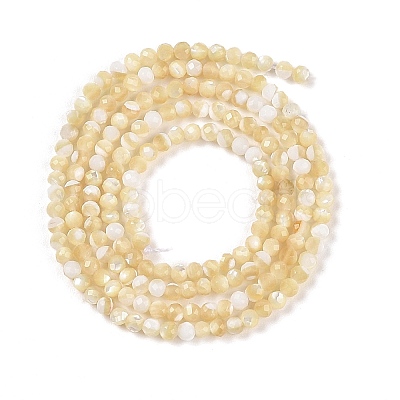 Natural Trochus Shell Beads Strands BSHE-G036-08A-02-1