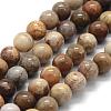 Natural Fossil Coral Beads Strands G-G763-12-6mm-1