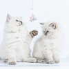 7Pcs 7 Styles Plush Toy AJEW-GO0001-15-6