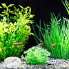 8Pcs 2 Style Transparent Acrylic Aquarium Shrimp Feeding Dishes AJEW-GO0001-01-4
