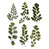6Pcs Plant PET Adhesive Waterproof Stickers DIY-K074-01A-1