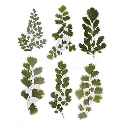 6Pcs Plant PET Adhesive Waterproof Stickers DIY-K074-01A-1